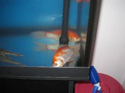 鸚鵡魚總是在魚缸底部趴著睡覺可能是健康問題的信號：紅鸚鵡總是在魚缸底部趴著睡覺怎么辦？
