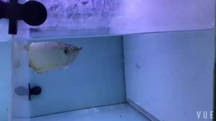 廣州哪里是批發龍魚的地方呀最近新聞：廣州花地灣花鳥魚蟲市場已經搬遷