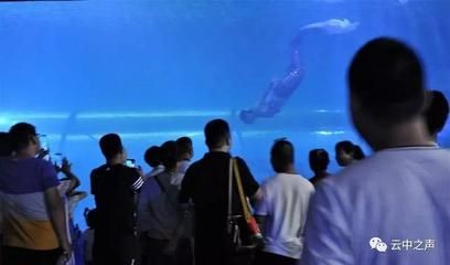 在呼和浩特市，有多家店鋪提供魚缸銷售服務以下是幾個推薦的實體店：呼和浩特哪里可以買魚缸？