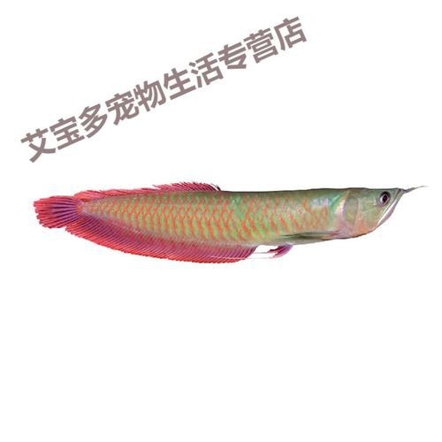 給我一些古典藍底過背金龍魚的圖片