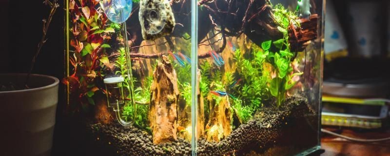 龍魚什么是鉆石眼的：龍魚鉆石眼是一種可能由多種因素引起的眼疾 龍魚什么是鉆石眼的：龍魚鉆石眼是一種可能由多種因素引起的眼疾 龍魚百科 第4張