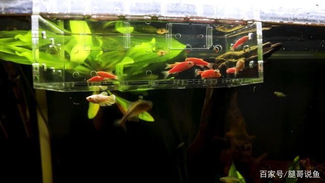 三河市朋云水族館 三河市朋云水族館 全國水族館企業名錄