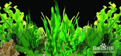 魚缸背景材質對比選擇：魚缸背景材質對比，魚缸背景材質的安裝難度評估