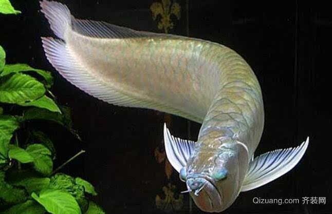 龍魚和什么魚可以混養（適合與龍魚混養的幾種魚類） 龍魚和什么魚可以混養（適合與龍魚混養的幾種魚類） 龍魚百科 第4張