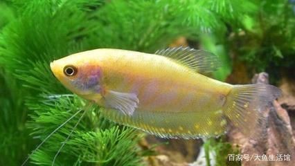 龍魚和什么魚可以混養（適合與龍魚混養的幾種魚類） 龍魚和什么魚可以混養（適合與龍魚混養的幾種魚類） 龍魚百科 第3張