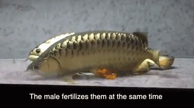龍魚是體內(nèi)受精還是體外受精（體外受精和體內(nèi)受精方式并不統(tǒng)一，龍魚受精方式并不統(tǒng)一）