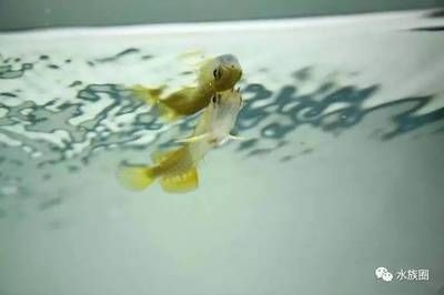 龍魚是體內(nèi)受精還是體外受精（體外受精和體內(nèi)受精方式并不統(tǒng)一，龍魚受精方式并不統(tǒng)一）