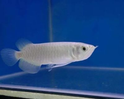 極品龍魚價(jià)格是多少（極品龍魚價(jià)格愈近百萬美元血紅龍魚價(jià)格愈近百萬） 極品龍魚價(jià)格是多少（極品龍魚價(jià)格愈近百萬美元血紅龍魚價(jià)格愈近百萬） 龍魚百科 第5張