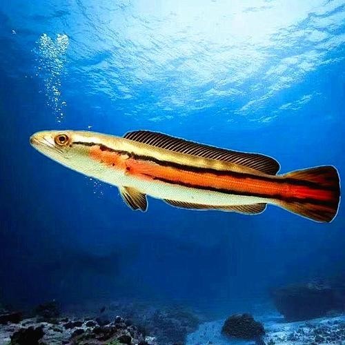 雷龍魚哪里買比較好