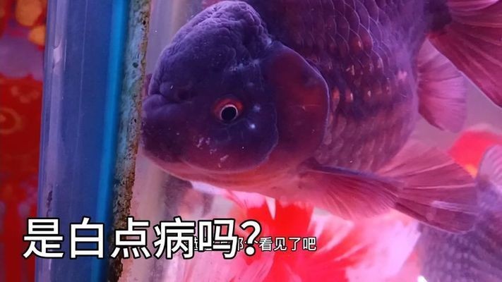 金龍魚頭上有白色的是什么病：金龍魚頭部出現(xiàn)白色癥狀可能是由幾種疾病引起的，要確診并治療
