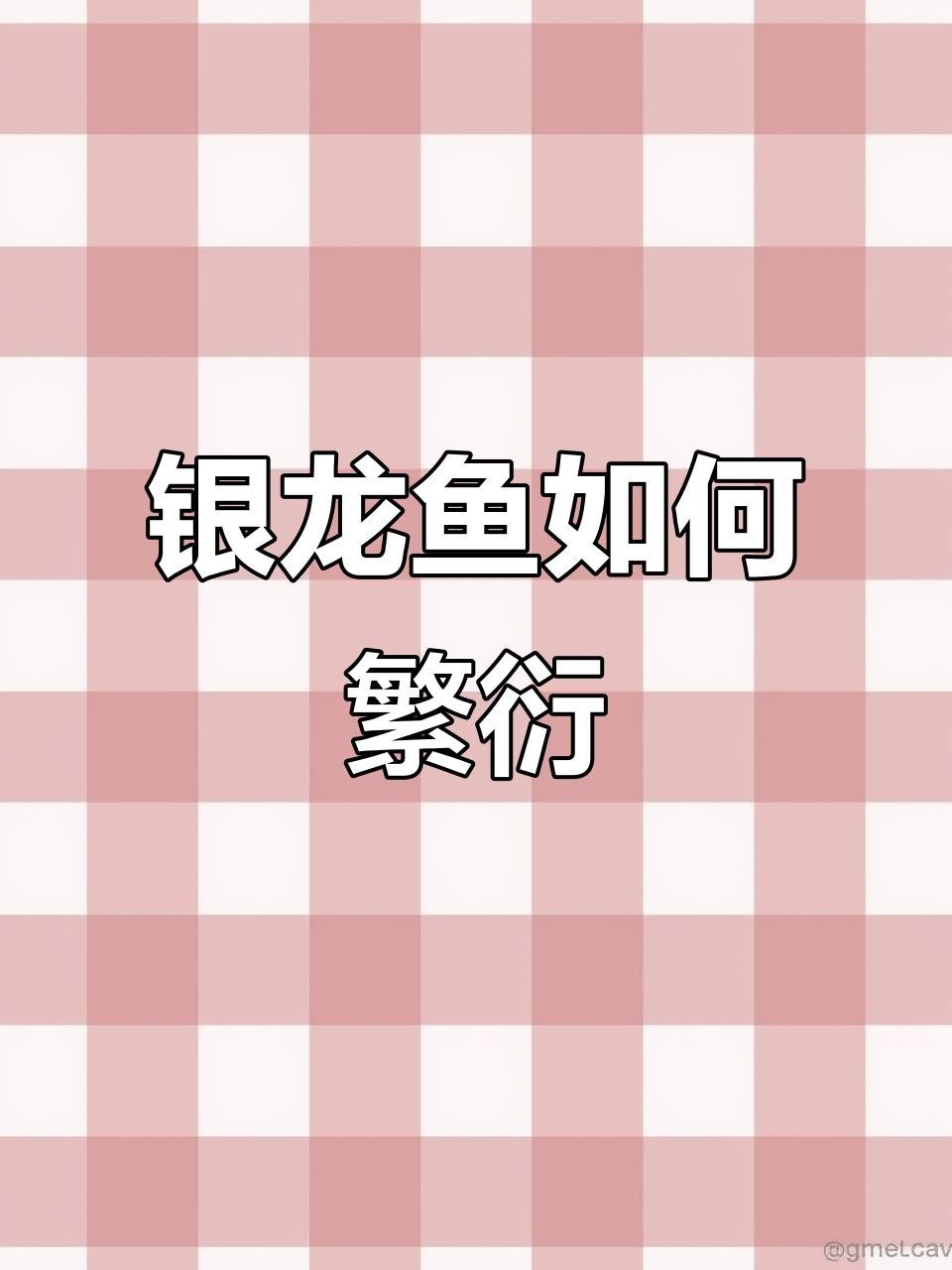 銀龍魚繁殖時需要注意什么？