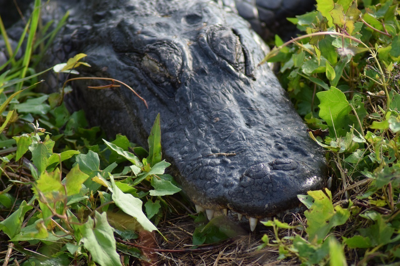 中山市板芙鎮(zhèn)玉寧水族店