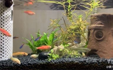 小米魚缸養什么魚：小米魚缸養什么魚，