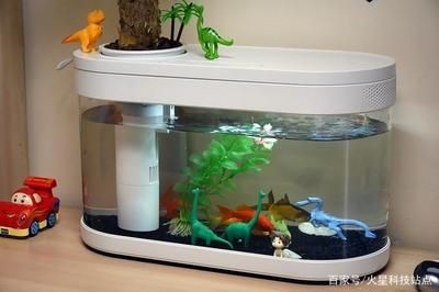 小米魚缸養什么魚：小米魚缸養什么魚，