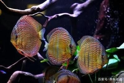 龍魚七彩混養怎么喂食：龍魚和七彩魚混養的喂食技巧 龍魚七彩混養怎么喂食：龍魚和七彩魚混養的喂食技巧 龍魚百科 第4張