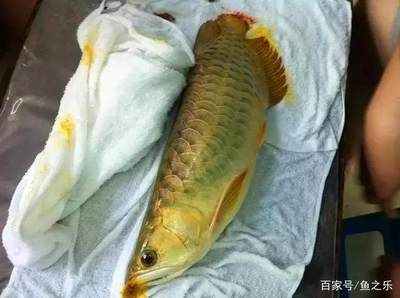 養(yǎng)龍魚需要定期消毒嗎：養(yǎng)龍魚是否需要定期消毒，養(yǎng)龍魚是否需要定期消毒嗎