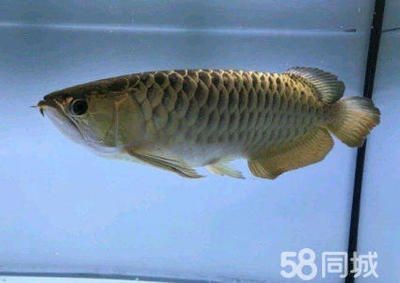 養(yǎng)龍魚需要定期消毒嗎：養(yǎng)龍魚是否需要定期消毒，養(yǎng)龍魚是否需要定期消毒嗎