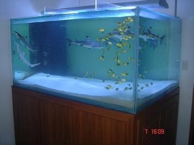 地圖魚在魚缸能繁殖嗎（地圖魚怎么養地圖魚怎么養地圖魚的繁殖方法）