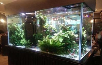 魚缸水發(fā)黃怎樣處理