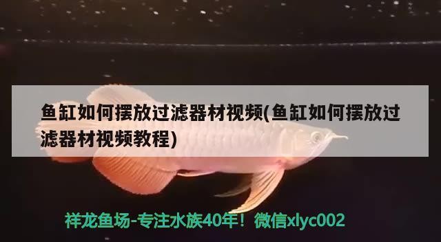 魚缸如何擺放過濾器材視頻(魚缸如何擺放過濾器材視頻教程)