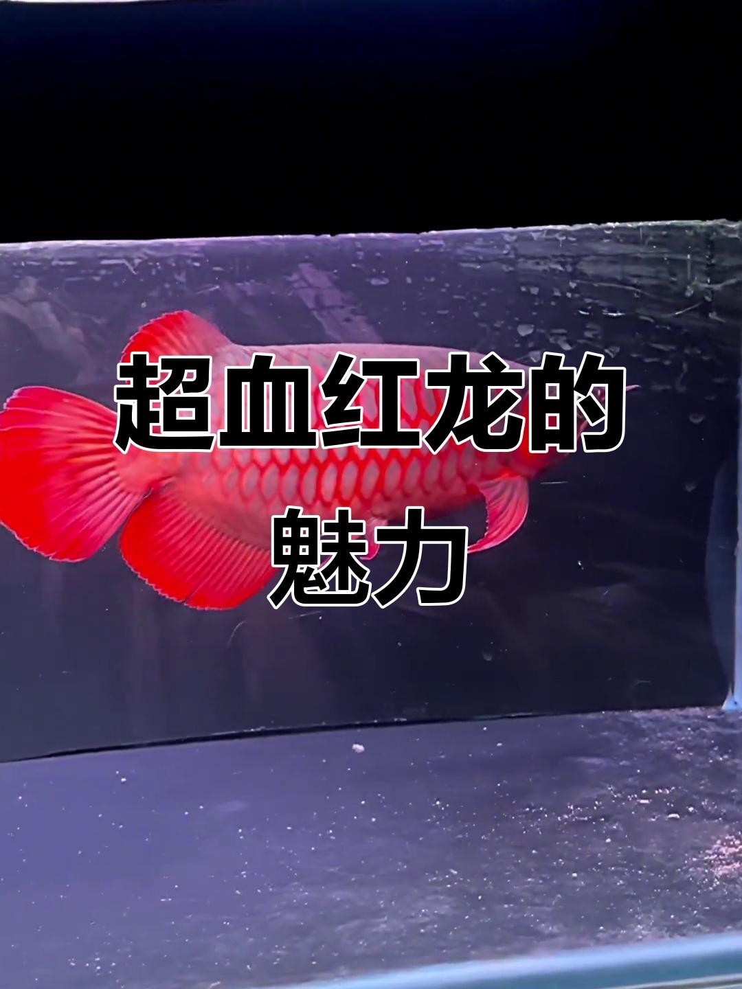 頂級紅龍魚的投資回報率高嗎？