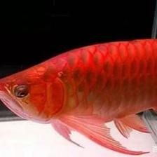 紅龍魚拍賣價格記錄查詢系統（紅龍魚500萬拍賣!它憑啥那么貴?）