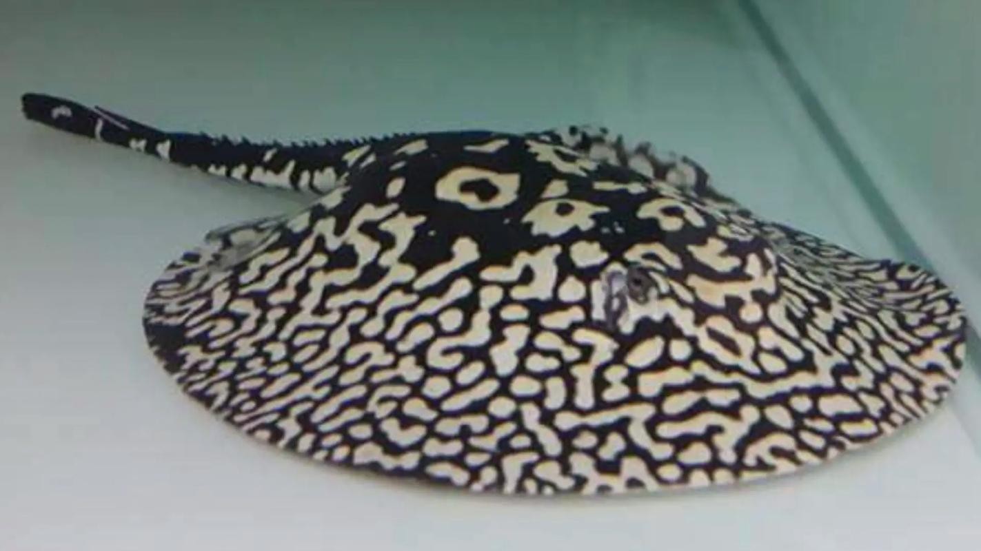 龍魚和什么魚混養(yǎng)最好視頻教學(xué)圖片