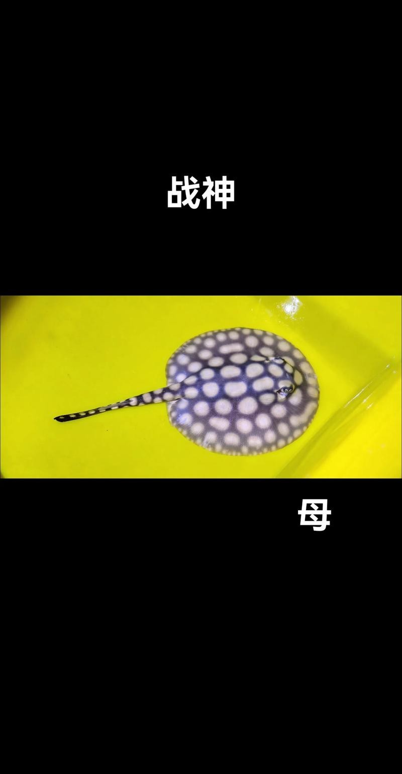 龍魚和什么魚混養(yǎng)最好視頻教學(xué)圖片
