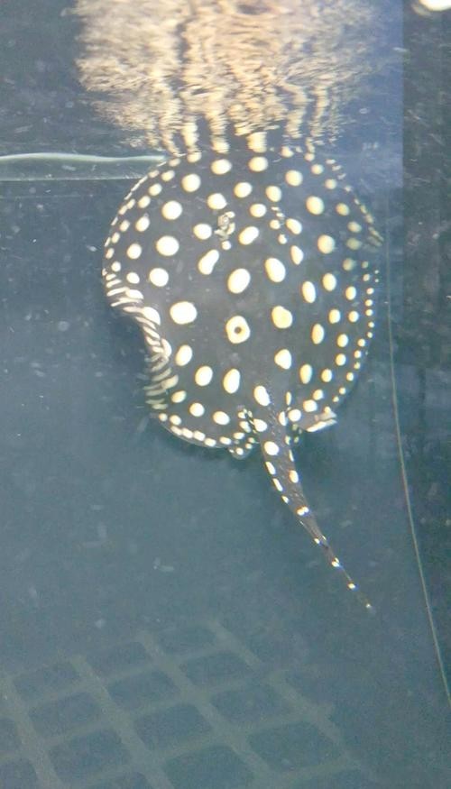 龍魚和什么魚混養(yǎng)最好視頻教學(xué)圖片