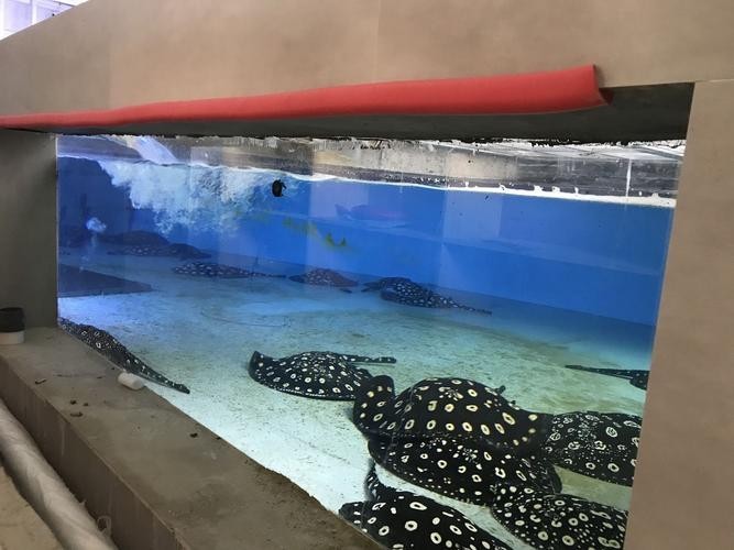 龍魚和什么魚混養(yǎng)最好視頻教學(xué)圖片