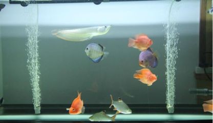 魟魚魚缸換水的最佳時機：關于魟魚魚缸換水的一般建議