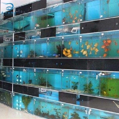 廣東魚缸適合養什么魚（廣東魚缸養魚指南） 廣東魚缸適合養什么魚（廣東魚缸養魚指南） 魚缸百科 第4張
