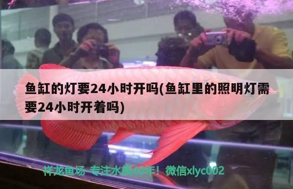 和龍魚混養(yǎng)的下層魚：適合與龍魚混養(yǎng)的下層魚