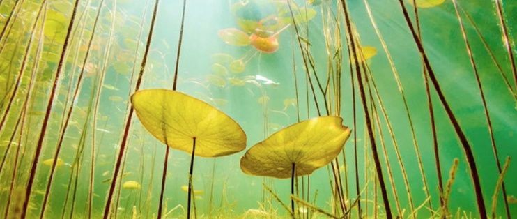 頂級(jí)魚(yú)缸造景視頻：頂級(jí)魚(yú)缸造景視頻展示了如何制作一個(gè)具有創(chuàng)意和吸引力的魚(yú)缸造景
