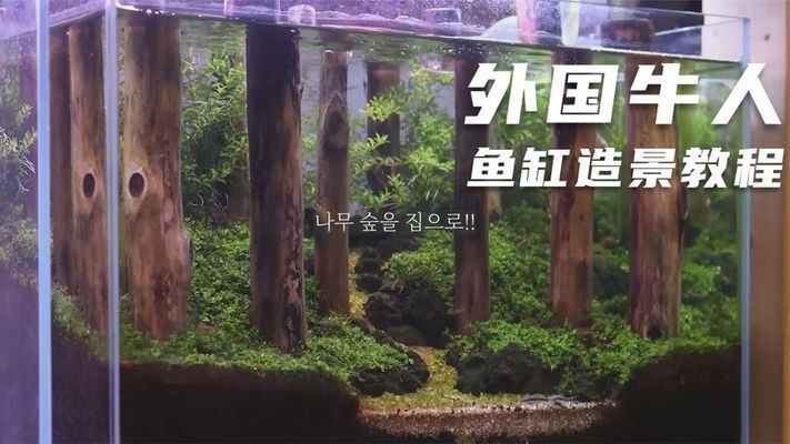 頂級(jí)魚(yú)缸造景視頻：頂級(jí)魚(yú)缸造景視頻展示了如何制作一個(gè)具有創(chuàng)意和吸引力的魚(yú)缸造景