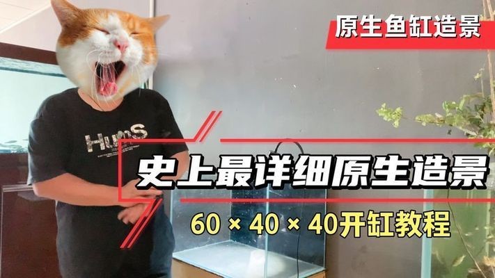 頂級(jí)魚(yú)缸造景視頻：頂級(jí)魚(yú)缸造景視頻展示了如何制作一個(gè)具有創(chuàng)意和吸引力的魚(yú)缸造景