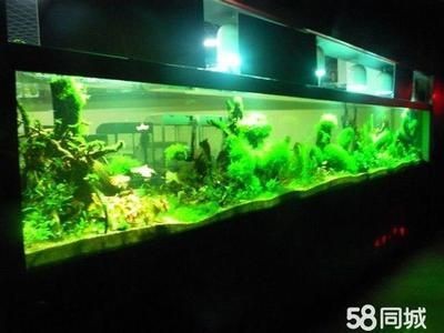觀賞魚缸長(zhǎng)綠藻怎么辦（如何科學(xué)養(yǎng)蝦） 觀賞魚缸長(zhǎng)綠藻怎么辦（如何科學(xué)養(yǎng)蝦） 魚缸百科 第2張