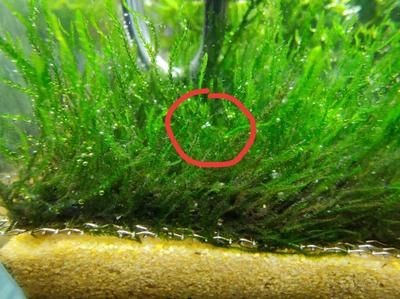 龍魚缸內(nèi)有白色的小蟲是什么蟲子：魚缸里白色細長的蟲子是什么