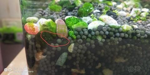 龍魚缸內(nèi)有白色的小蟲是什么蟲子：魚缸里白色細長的蟲子是什么