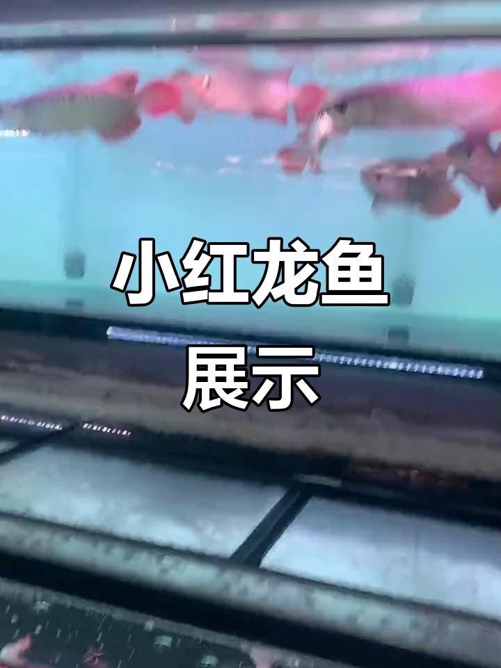 紅背金龍魚的市場炒作情況