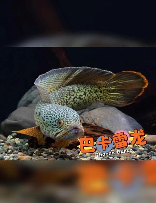 雷龍魚黑斑