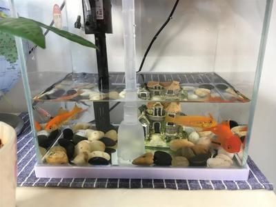 魚缸需多久換水合適（魚缸換水的頻率應該如何調整？） 魚缸需多久換水合適（魚缸換水的頻率應該如何調整？） 魚缸百科 第3張