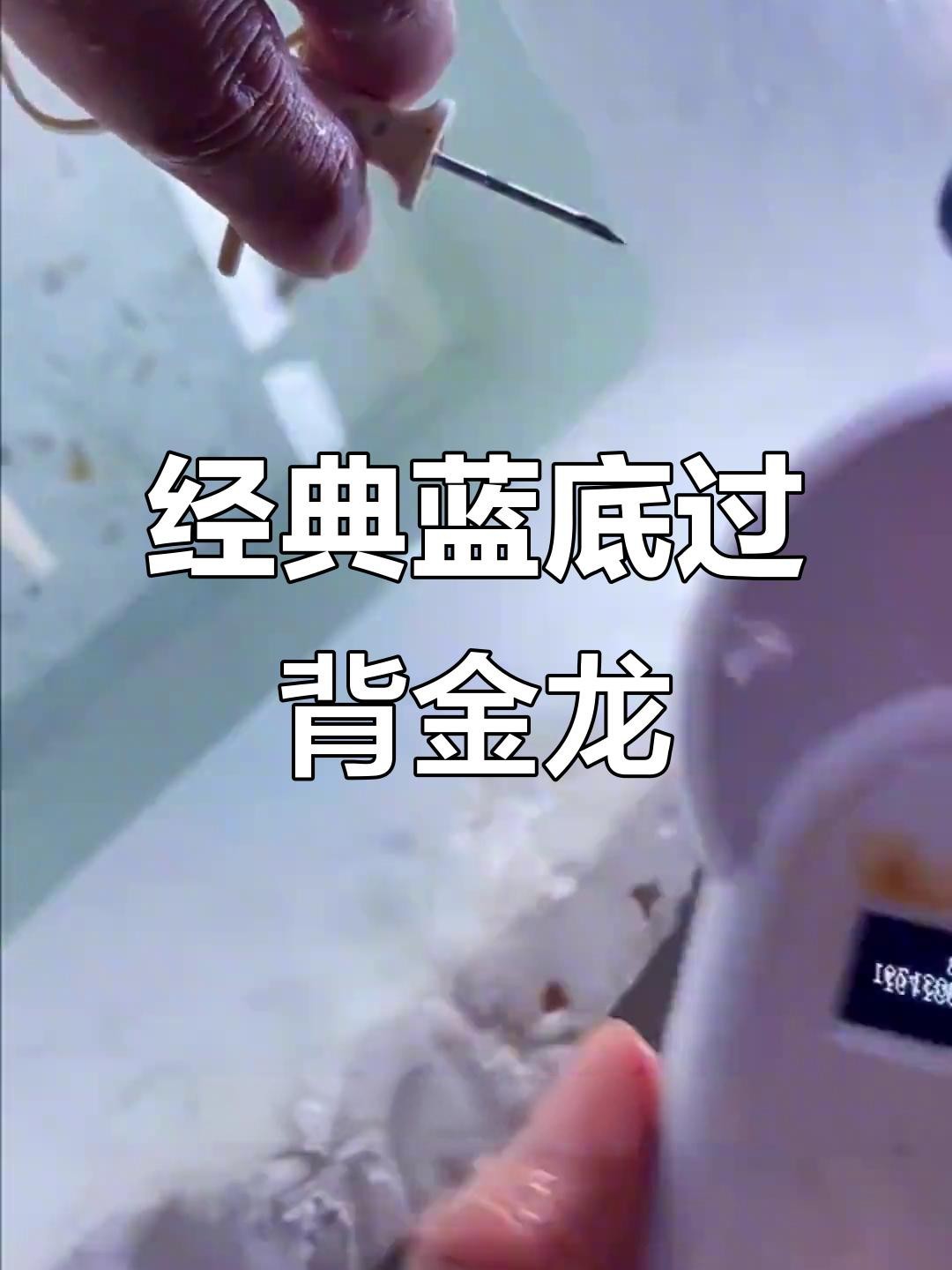 如何判斷藍底過背金龍魚是否健康？
