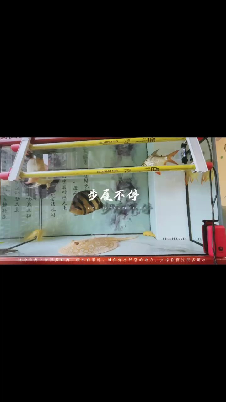 清淡的日子瑣碎了些。看著魚缸發呆有時也是種境界。