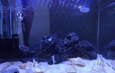 魚缸水質管理全攻略：過濾魚缸換水頻率可以根據以下幾個方面進行考慮