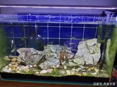 魚缸水質管理全攻略：過濾魚缸換水頻率可以根據以下幾個方面進行考慮