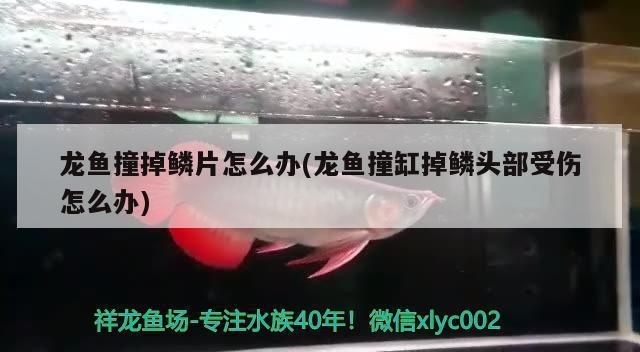 龍魚把手咬破了需要打破傷風嗎：紅龍魚撞掉鱗片怎么辦