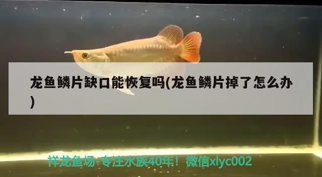 龍魚把手咬破了需要打破傷風嗎：紅龍魚撞掉鱗片怎么辦