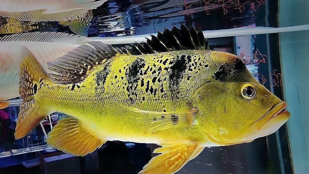 雷龍魚和金魚的區(qū)別