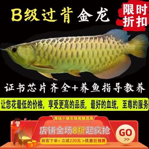 哪里可以買到金龍魚魚苗？